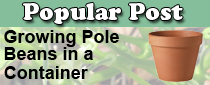 Grow Pole Beans in a Container