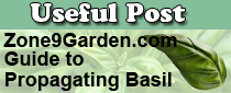 How to Propagate Basil