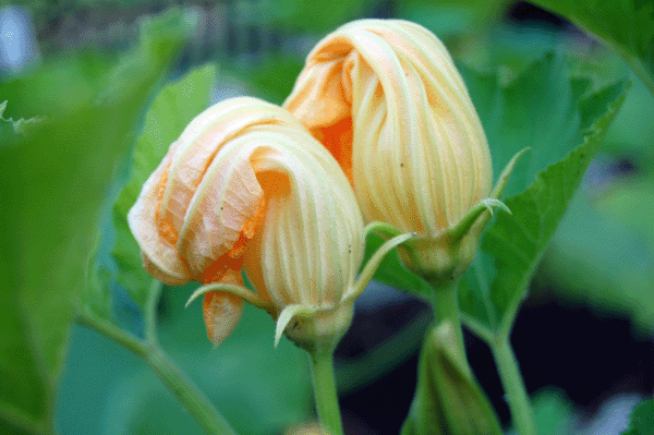 Male Zucchini Flowers