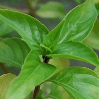 Cinnamon Basil