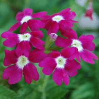 Red Verbena
