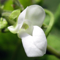 Kentucky Wonder Green Bean