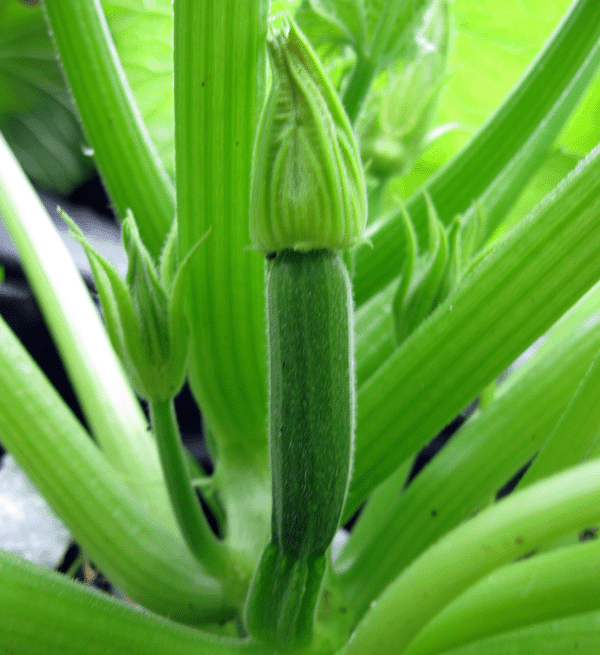 Female Zuccini Flower