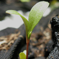 Swiss Chard Seedling