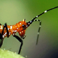 Unknown Insect