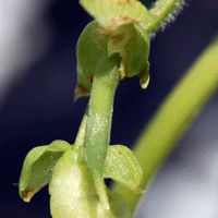 Kentucky Wonder Green Bean