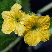 Cantaloupe Flowers