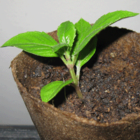 Basil cuttings