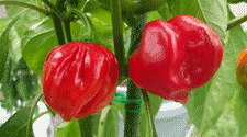 Grow hot peppers hotter