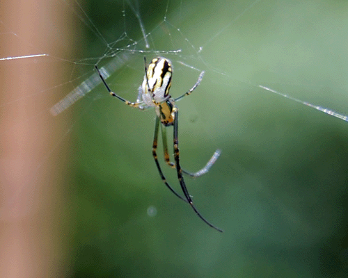 Spider