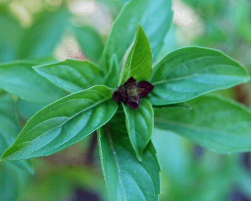 Cinnamon Basil Bud