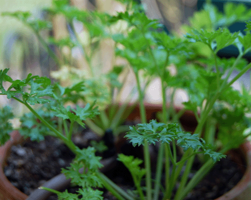 Parsley Growing