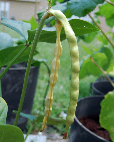 Mature Cowpeas