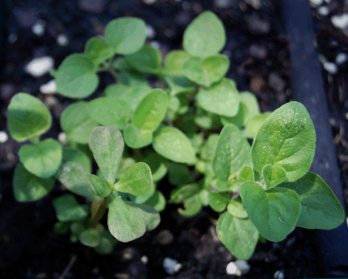 Oregano Plant