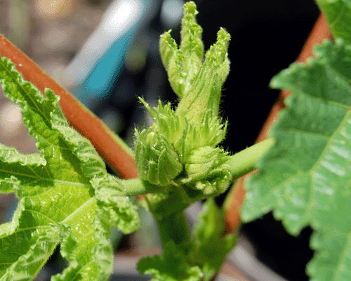 Okra Flowers about to bloom