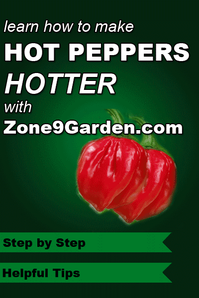 Learn how to grow hotter hot peppers with Zone9Garden.com.  Step by step instructions.