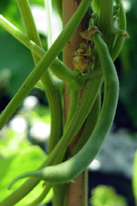 Kentucky Wonder Green Bean