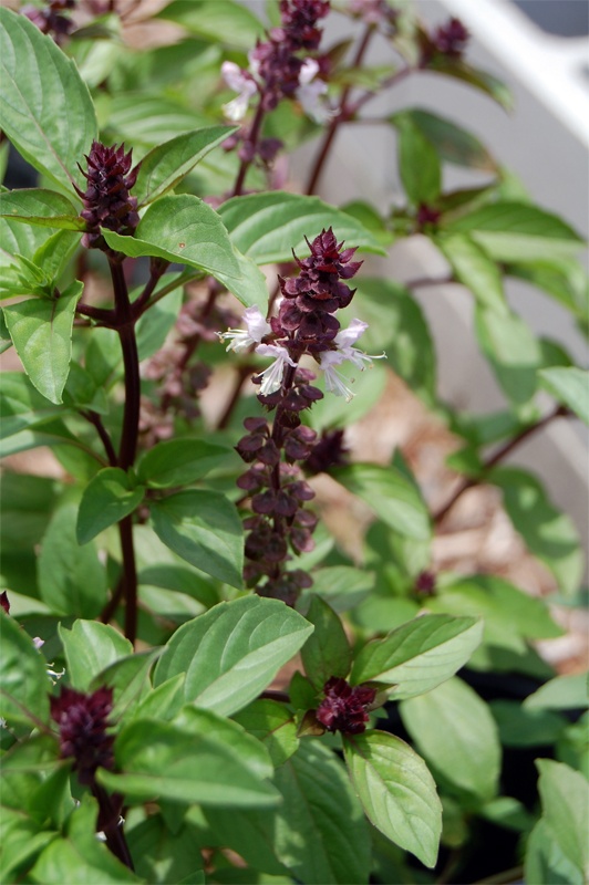 How To Grow Basil In Zone 9 at Darlene Hume blog