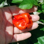 Harvesting Peppers