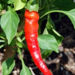 How to Grow Peppers