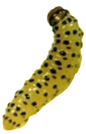 pickleworm