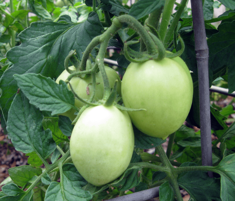 How to Grow Roma Tomatoes for a Fall Harvest Vegetable Garden Blog