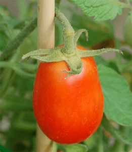 Roma Tomato