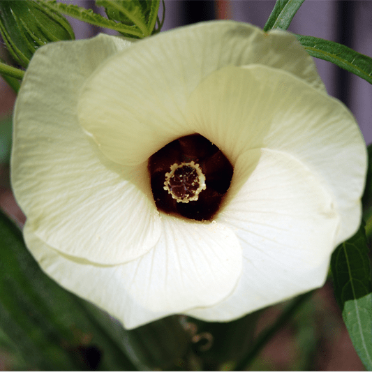 How to Grow Okra Vegetable Garden Blog