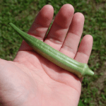 okra3