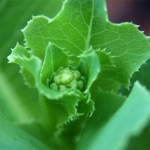 111209-lettuce