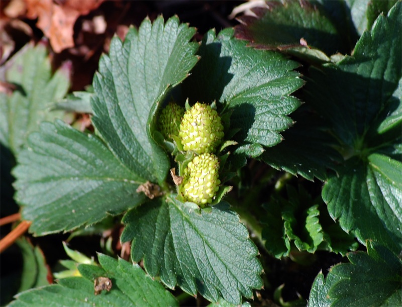How to Grow Everbearing Strawberries Vegetable Garden Blog
