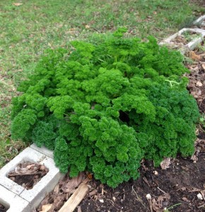 parsley IMG_2765