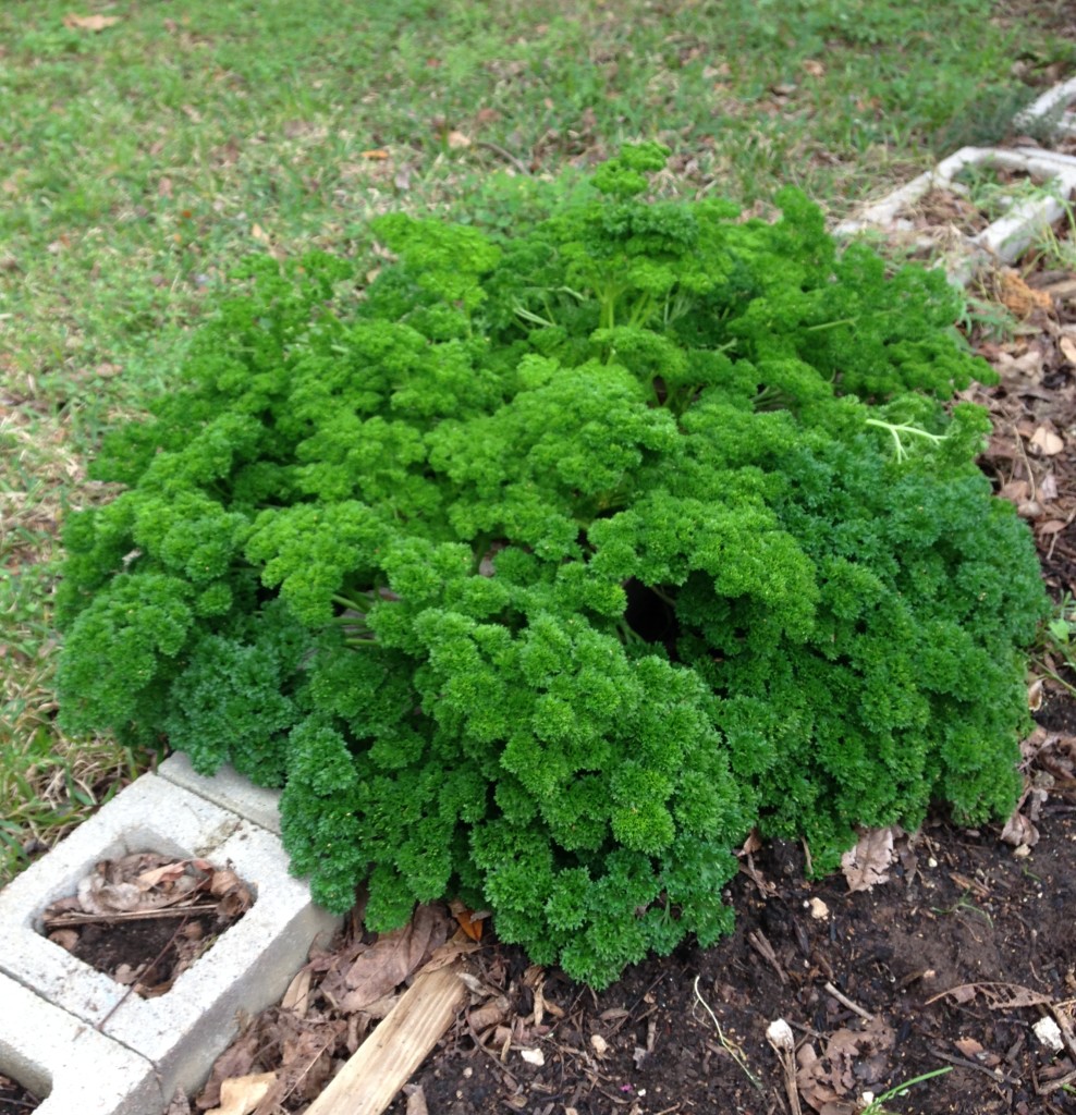 Parsley overwinters well Vegetable Garden Blog
