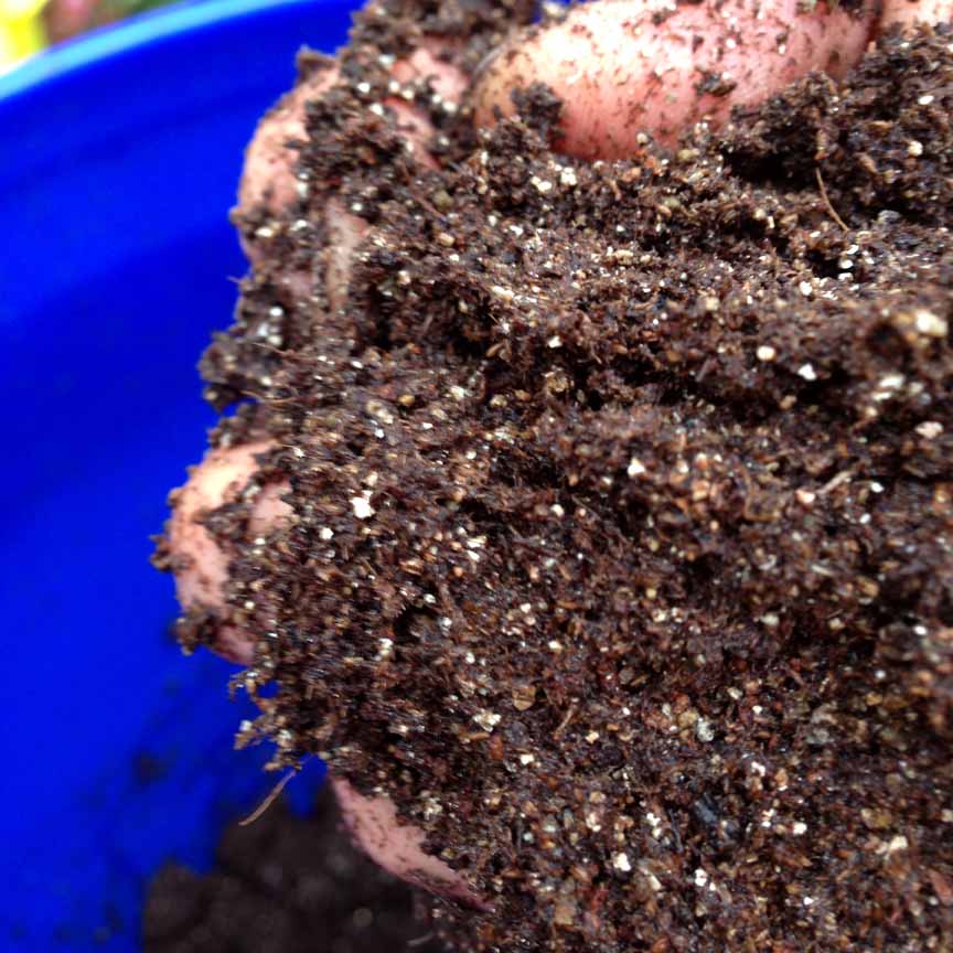 How To Start Tomatoes From Seed Vegetable Garden Blog