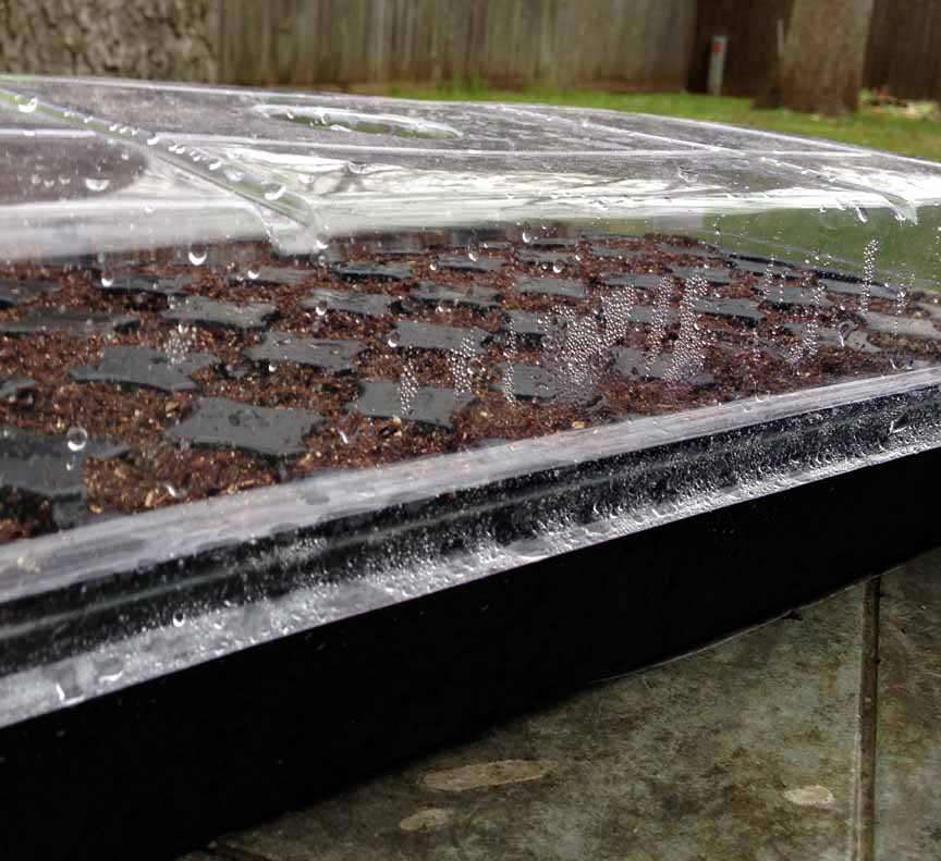 How to start tomatoes from seed Vegetable Garden Blog