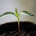 Jalapeno Seedling