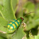 Banded Cucumber Beetle