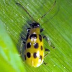 Spotted Cucumber Beetle