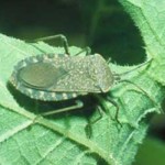 Squash Bug