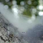 34 good bugs barklice2