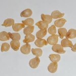 pepper seeds