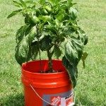 Pepper Plant 5 gallon bucket