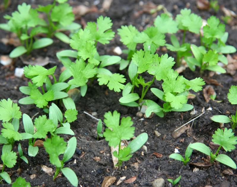 How to Grow Cilantro Vegetable Garden Blog