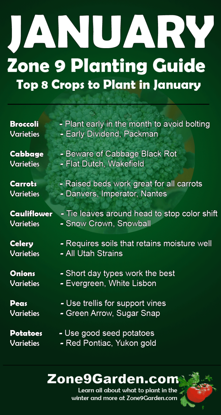 Zone 9 January Planting Guide Vegetable Garden Blog