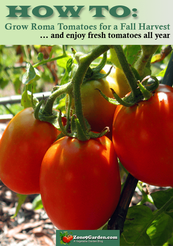 How to Grow Roma Tomatoes for a Fall Harvest Vegetable Garden Blog