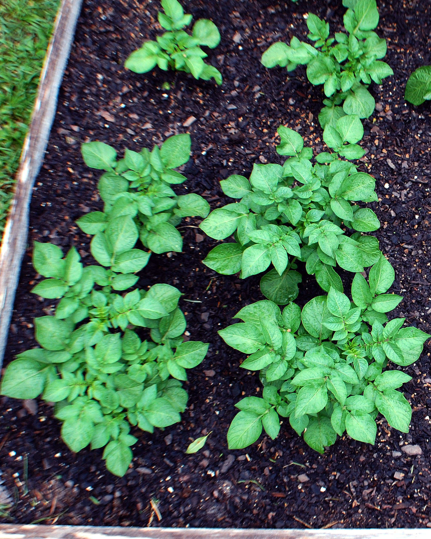 All 97+ Images what do red potato plants look like Excellent