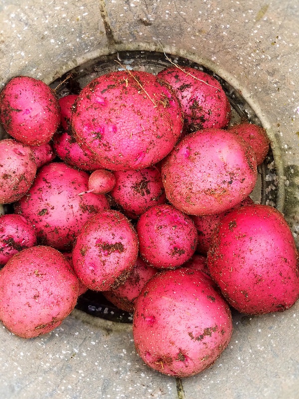 How to Grow Red Potatoes Vegetable Garden Blog