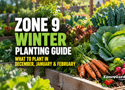 Zone 9 Winter Planting Guide