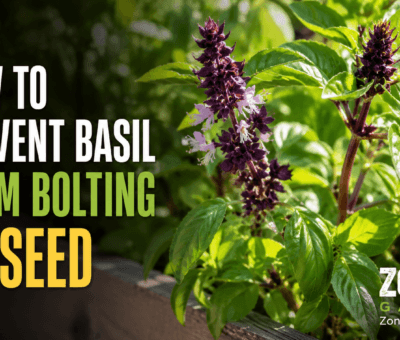Prevent Basil from Bolting to Seed