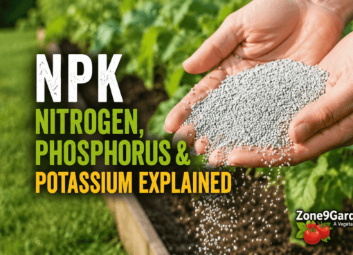 NPE Explained